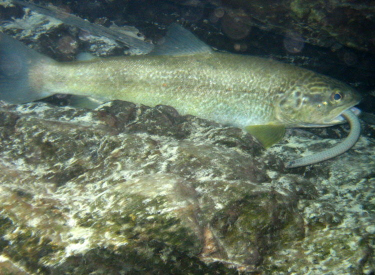 Immersione in fiume sloveno: trota marmorata ed altro...